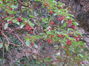Земляничное дерево красное, Arbutus andrachne