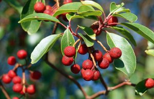 Земляничное дерево красное, Arbutus andrachne