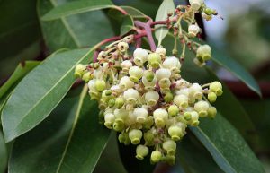 Земляничное дерево красное, Arbutus andrachne