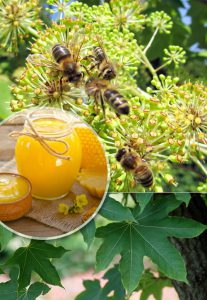 Канопанакс, диморфант, Kalopanax septemlobus