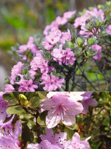 Рододендрон тимьянолисный, Rhododendron thymifolium