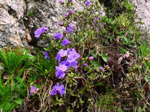 Рододендрон тимьянолисный, Rhododendron thymifolium