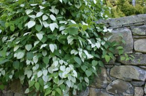 Актинидия полигамная, многобрачная, Actinidia polygama