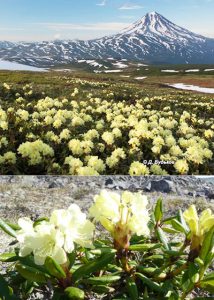 Рододендрон золотистый, Rhododendron aureum