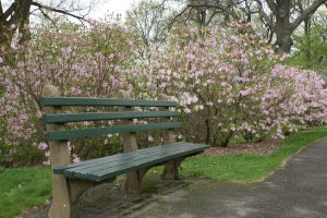 Рододендрон Шлиппенбаха, rhododendron schlippenbachii