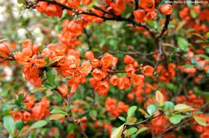 Хеномелес японский, айва, Chaenomeles 