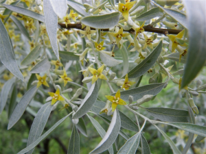 Лох узколистный, Elaeagnus angustifolia