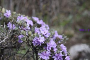 Рододендрон тимьянолисный, Rhododendron thymifolium