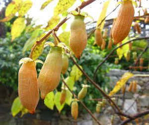 Актинидия полигамная, многобрачная, Actinidia polygama