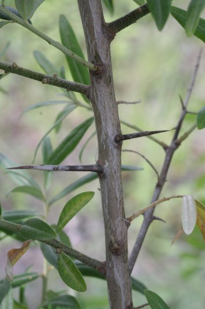 Лох узколистный, Elaeagnus angustifolia