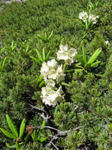 Рододендрон золотистый, Rhododendron aureum и кедровый стланик