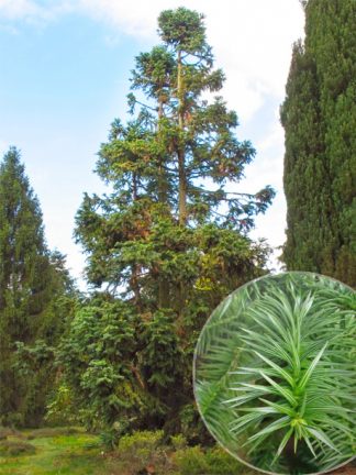 Куннингамия ланцетовидная, Cunninghamia lanceolata