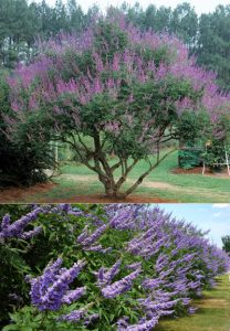Витекс священный, Vitex agnus-castus