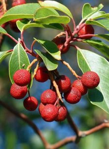 Земляничное дерево красное, Arbutus andrachne