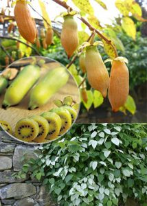 Актинидия полигамная, многобрачная, Actinidia polygama