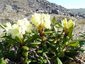 Рододендрон золотистый, Rhododendron aureum