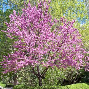 Церцис китайский, Cercis chinensis