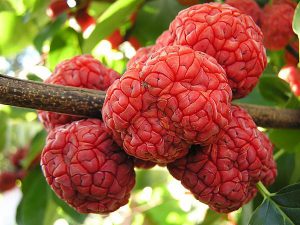Кудрания триостренная, Cudrania tricuspidata
