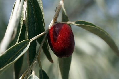 Лох узколистный, Elaeagnus angustifolia