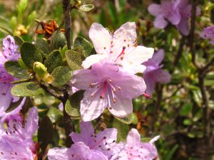 Рододендрон тимьянолисный, Rhododendron thymifolium