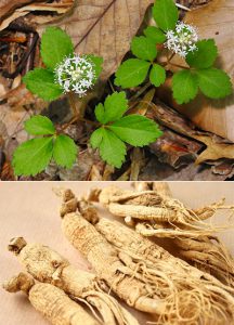 Женьшень, Panax