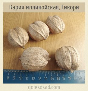 Кария иллинойская, Гикори, Carya illinoinensis