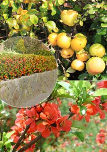 хеномелес японский, айва, Chaenomeles