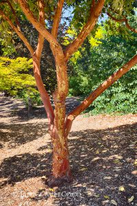 Земляничное дерево красное, Arbutus andrachne