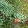 Куннингамия ланцетовидная, Cunninghamia lanceolata