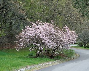 Рододендрон Шлиппенбаха, rhododendron schlippenbachii
