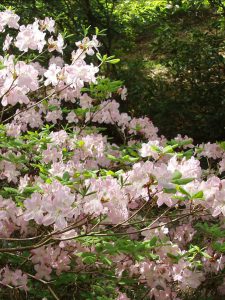 Рододендрон Шлиппенбаха, rhododendron schlippenbachii
