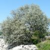 Лох узколистный, Elaeagnus angustifolia