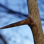 Кудрания триостренная, Cudrania tricuspidata