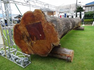 Дзельква, японский вяз, Zelkova Serrata
