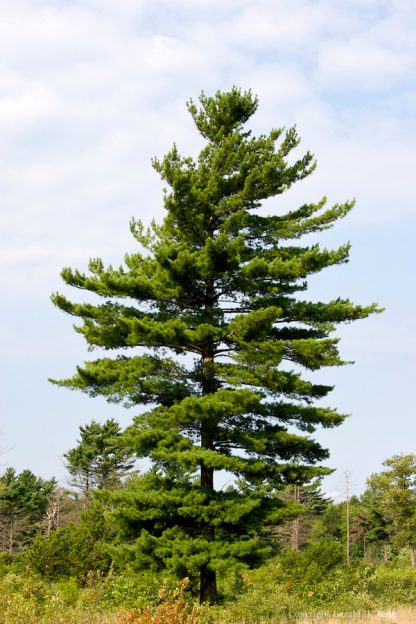 Сосна Веймутова, или белая восточная, Pinus strobus