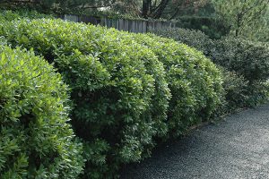 Восковница пенсильванская, Myrica pensylvanica