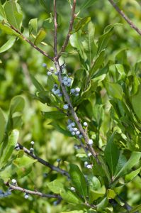 Восковница пенсильванская, Myrica pensylvanica