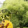 Sophora japonica, Софора японская