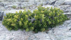 Восковница пенсильванская, Myrica pensylvanica
