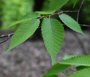 Дзельква, японский вяз, Zelkova Serrata
