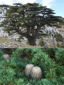 Кедр ливанский, Cedrus libani