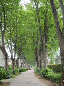 Дзельква, японский вяз, Zelkova Serrata