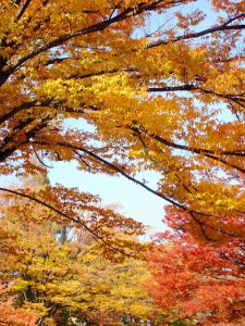 Дзельква, японский вяз, Zelkova Serrata