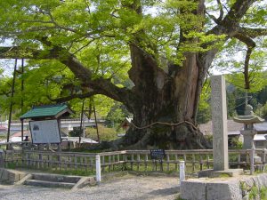 Дзельква, японский вяз, Zelkova Serrata