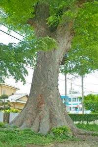 Дзельква, японский вяз, Zelkova Serrata