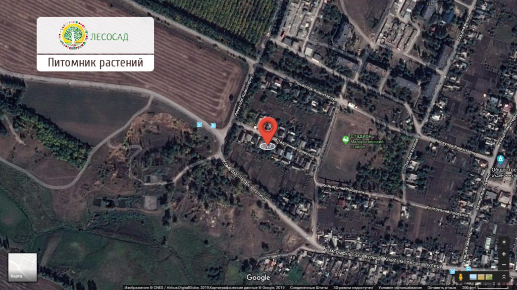 Питомник растений, сайт golesosad.com