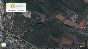 Питомник растений, сайт golesosad.com