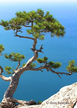 Pinus nigra subsp. pallasiana