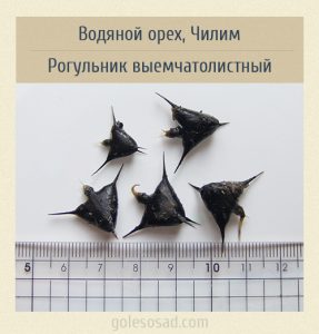 Рогульник выемчатолистный, Trapa incisa