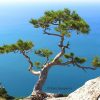 Pinus nigra subsp. pallasiana